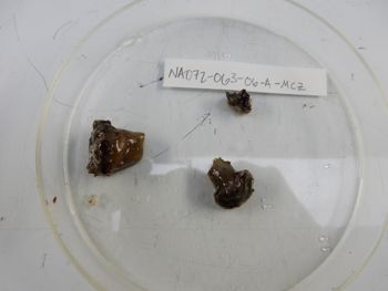 Media type: image;   Invertebrate Zoology 139285